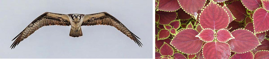 دوقلوهای دیجیتالی