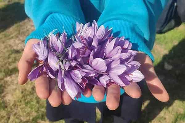 طلای زعفران بر خاک اصفهان